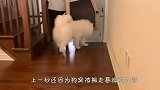 看到狗窝被主人搬走，萨摩耶坐不住了，下一秒笑爆了