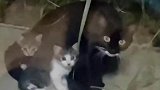 猫妈妈突然把小猫带过来，一女子经常喂流浪猫，还留下一只小猫