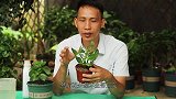 给长寿花处理一下，减轻负担，强壮根系，越长越旺盛