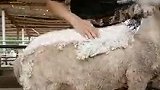 其实一只羊能剪下来的毛只有一点点，而且很费劲