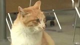 橘猫谁都拦不住朕，本橘想干啥就干啥