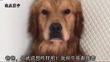马犬穿过臭水沟去和狗狗干架，回家主人要揍时，其立马撒娇求原谅