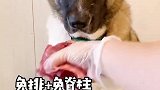 这个季节就适合吃西瓜！萌宠