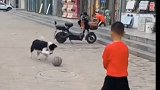 狗狗与小主人配合太默契了