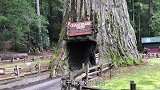 一棵千年大树因修路，决定将其中间开凿隧道，如今人们后悔不已