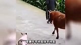 母鸡跑锅里下蛋来了，你这是打算铁锅炖自己吗？
