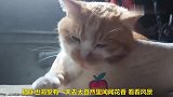 猫咪梦见自己闻着花香踏着青草，感受着大自然的美景，太惬意了