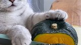 猫王：你们喝过南瓜做的饮品吗？ #会做饭的猫