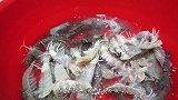 生猛皮皮虾这么吃上瘾！用抹灰刀压熟下酒，馋得老婆也来喝两杯