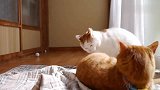 橘猫和白猫打架，白猫：都怪我眼睛太小，瞅不清对方什么招数！