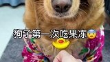 狗子吃到果冻的神反应！