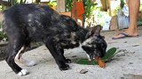 路边遇见一只黑色的流浪猫，找不到食物肚子很饿，真可怜