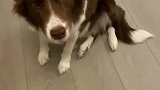 狗子脸上就是藏不住事儿