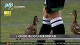 足球-15年-小动物搅局 泽尼特热身赛遭鸭群突袭-新闻