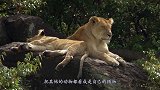 为啥狮子老了会被饿死，老虎老了却不会？看完让人心疼