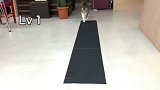 一只有强迫症的猫咪