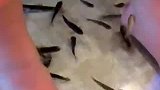 足疗完的小鱼都去哪了？#宝藏星视频