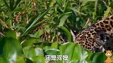 鳄鱼的噩梦第二集，水獭，河狸，都太难抓，它瞄上了鳄鱼