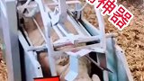 想不到这个铁笼子效果竟然这么好使