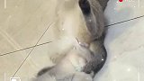 这小猫也太调皮了吧