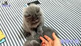 两只小猫在按摩，公猫跑来凑热闹：能不能打个折？给个亲情价呗
