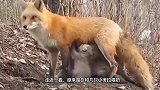 澳洲大火后，母狐狸给饥饿的考拉宝宝喂奶，不同动物有同样的母爱