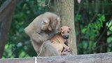 小奶狗被猴子强行逮住抓跳蚤，狗狗生无可恋的表情