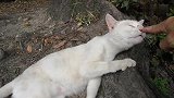 路人在公园里看到一只流浪猫，于是上前抚摸，猫咪超享受