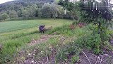 野猪妈妈带着小野猪出来觅食，网友：小野猪还挺可爱的