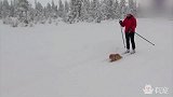 一只会拉雪橇的猫咪，一定是被二哈咬了