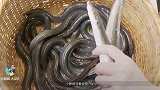 日本农业大县“黄鳝泛滥”个头硕大，黏腻滑溜，农民对此毫无办法