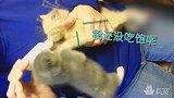 水牛幼崽单枪匹马击退猛虎雄狮，身受重伤带领牛群逃脱困境