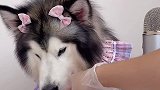 当我让他把黄瓜吃完他居然…