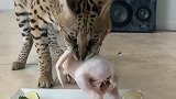 捡了一只猫咪回来，养着养着就不对劲了！