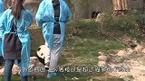 大熊猫自觉排队喝奶，有爱的画面却在奶妈离开后，画风突变