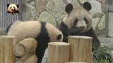 熊猫宝宝不习惯独自卖萌，拼命爬向妈妈求关注，小不点儿太萌了