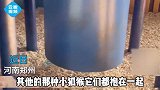 郑州一狐猴，清早张开双臂拥抱太阳惊呆游客，网友集日月精华