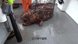 男子来到海上钓鱼，不料钓到个大家伙，结果悲剧了