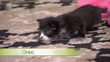小猫咪们相依在一起睡觉，真的是太可爱了，有趣