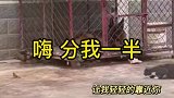 这个猫做事不行