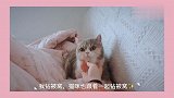 是什么原因让猫咪改掉平日高冷的姿态变成黏人小妖精