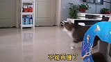 狸花猫来看看我的生物钟到底有多准确