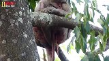 大力水手一只眼科拉又生了宝宝，它很虚弱，猴儿的健康状况不佳！
