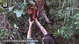 比猪笼草还可怕的植物，汁液进眼会失明