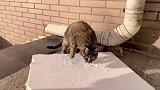 狸花猫我不需要取暖泡沫板，我要一双白手套