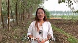 玉米价格持续上涨，为什么老农民还是眉头紧皱，一起来看看！