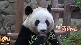 熊猫结浜歪着脑袋一口一口把“可爱牌竹叶”吃进肚子里，太萌了吧