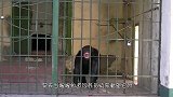 照顾大象17年，饲养员被攻击，大象挺身而出，上前赶跑“匪徒”