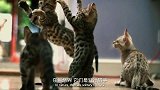 厉害了我的小猫咪，脊柱可以扭转180度，甚至还自备减震器