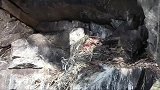 游隼妈妈捕食鹦鹉，2只幼鸟的大餐